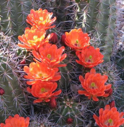 Orange Cactus