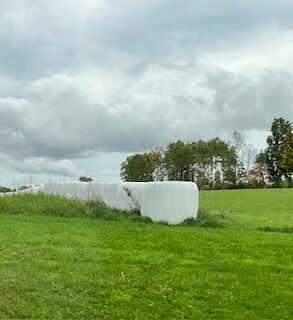 marshmallow harvest
