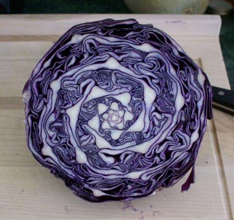 19. Cabbage Geometry...