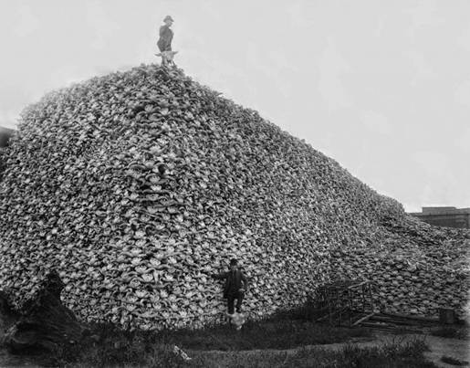 Bison skulls pile to be used for fertilizer , 1870
