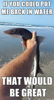 i dont mean to be sharkastic - Meme on Imgur: 