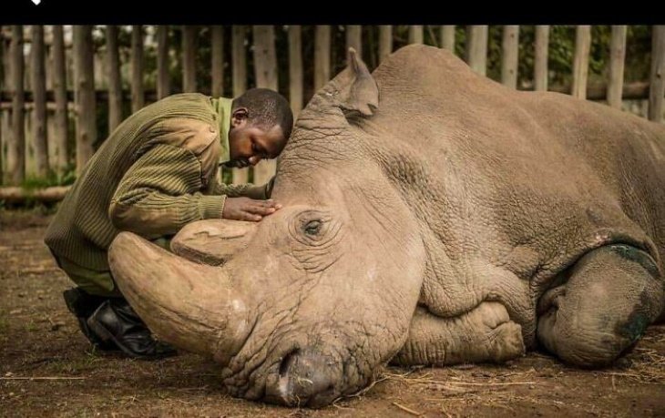 Poignant Photos Saying farewell to an entire species: this is a photo of the very last male Northern White Rhino (2018)