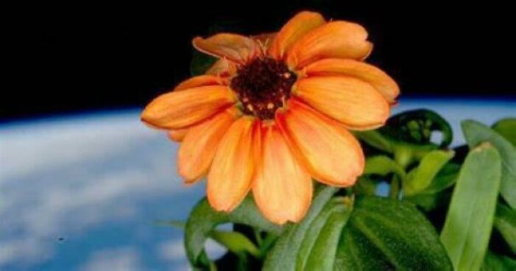 Poignant Photos the first flower grown in space