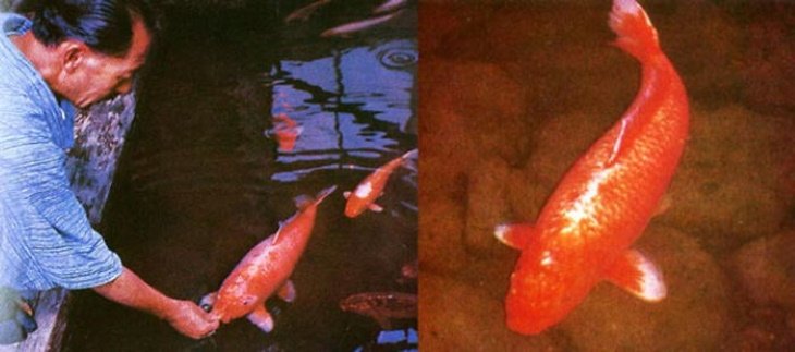 Poignant Photos Hanako was the oldest known koi fish. It died at the age of 226 in 1966