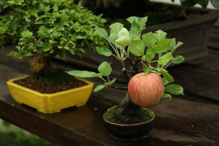 Poignant Photos A mini bonsai apple tree that grew a full-sized apple
