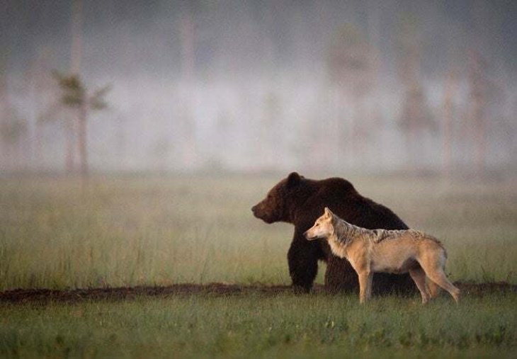 Poignant Photos These two unlikely friends were seen traveling, hunting, and sharing food together for 10 days