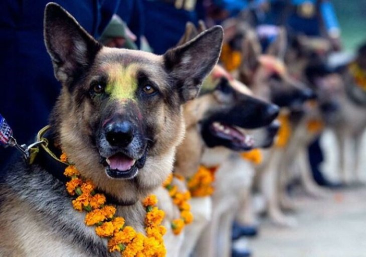 Poignant Photos This cute ceremony is called 'Kukur Tihar' in Nepal. It's the day dedicated to dogs are their loyalty