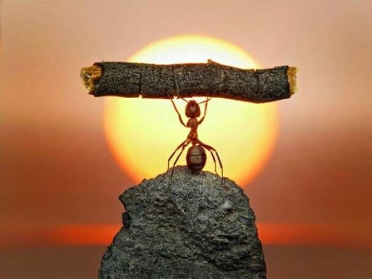 Poignant Photos A macro photo of an ant raising a piece of wood